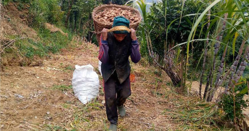 ६ करोडभन्दा बढीको अदुवा गाउँबाटै बिक्री
